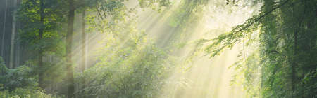 Pathway in a majestic green deciduous forest. Natural tunnel. Mighty tree silhouettes. Fog,...