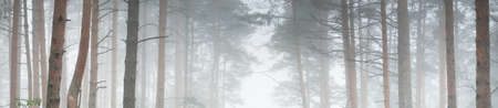 Pathway through the majestic evergreen forest. Mysterious fog. Fir, spruce, pine trees. Idyllic...