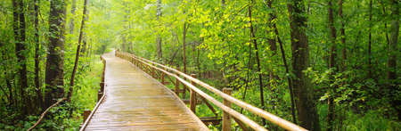 Modern wooden winding pathway (boardwalk) through green deciduous trees in public park (forest)....