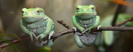 Waxy monkey leaf frog (Phyllomedusa sauvagii) in natural rainforest environment on a branch. Colorful bright green tropical frog. Nature, wildlife, zoology, herpetology, science, zoo laboratoryの写真素材