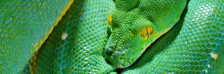 A body of the green tree python Morelia viridis close-up. Portrait art. Snake skin, natural texture,...