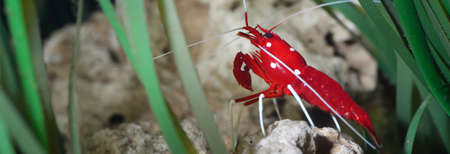 Small ornamental red shrimp in aquarium environment. Environmental conservation, wildlife, zoology,...
