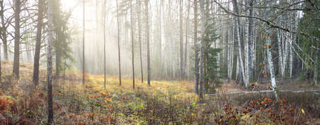 Majestic forest in a morning fog. Mighty pine, spruce, birch trees, dry plants. Soft golden sunlight. Fall season, early winter. Nature, ecology, environmental conservationの写真素材