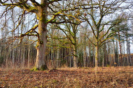 Majestic forest in a morning fog. Mighty oak tree, dry plants. Soft golden sunlight. Fall season, early winter. Nature, ecology, environmental conservationの写真素材