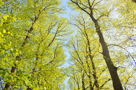 Pathway (alley) through the green forest park on a clear day. Soft sunlight, sunbeams, shadows. Spring, summer beginning in Europe. Nature, environment, ecology, ecotourism, hiking, walking, exploringの写真素材