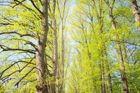 Pathway (alley) through the green forest park on a clear day. Soft sunlight, sunbeams, shadows. Spring, summer beginning in Europe. Nature, environment, ecology, ecotourism, hiking, walking, exploringの写真素材