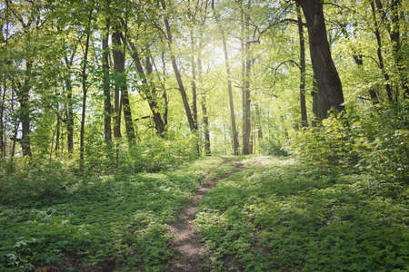 Pathway (alley) through the green forest park on a clear day. Soft sunlight, sunbeams, shadows. Spring, summer beginning in Europe. Nature, environment, ecology, ecotourism, hiking, walking, exploringの写真素材