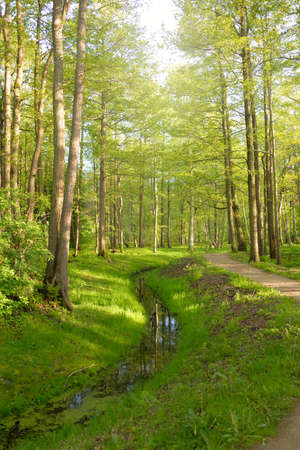 Small river (stream) in the green forest park. Mighty trees, plants. Atmospheric summer landscape....