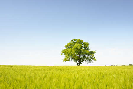 Lonely mighty oak tree on a green plowed agricultural field on a sunny summer day. Clear blue sky, sunshine. Pure nature, environment, ecology, symbol of peaceの写真素材