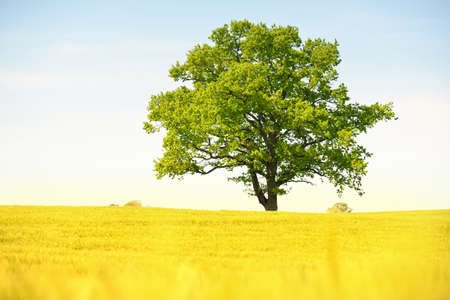 Lonely mighty oak tree on a green plowed agricultural field on a sunny summer day. Clear blue sky, sunshine. Pure nature, environment, ecology, symbol of peaceの写真素材