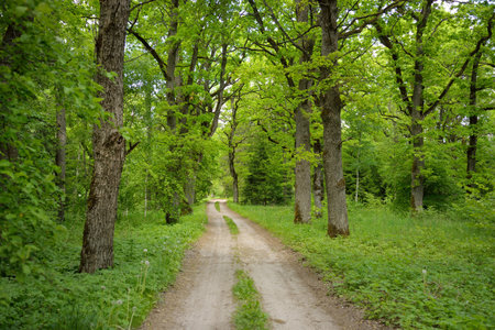 Single lane rural road (alley, pathway) in a green summer forest park. Deciduous trees, plants. Soft...