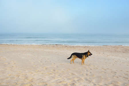 Black brown German Shepherd dog standing on a sandy shore. Baltic sea in a fog. Leisure activity, recreation, training, exercises, domestic animals, pet care, healthy lifestyle, friendship conceptsの写真素材