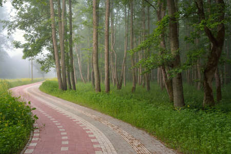 Modern winding pedestrian walkway and bicycle road through the green summer forest. Mighty trees,...