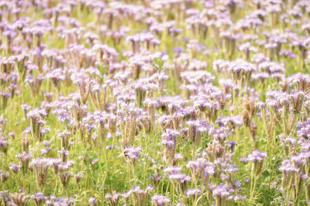 Blooming country field of pink and purple wildflowers Phacelia. Natural background, texture. Farm industry and production, honey, ornamental plants, gardening conceptsの写真素材