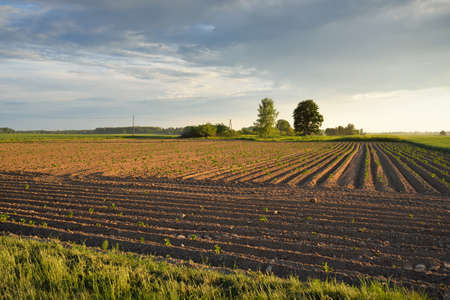 Plowed agricultural field after irrigation, tractor tracks, soil texture close-up. Rural scene. Farm...