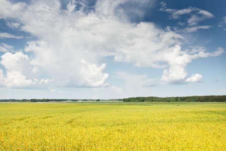Rural landscape. Blooming yellow rapeseed field on a clear sunny summer day. Dramatic blue sky....