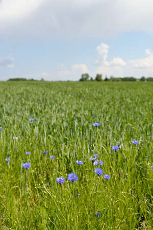 Blooming blue Centaurea flowers on a green country agricultural field, close-up. Nature, environment, cultivation, farm, alternative folk medicine and food industry, natural coloring themesの写真素材