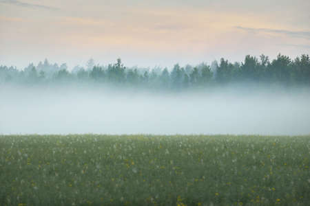 Green country field (forest meadow, lawn) in a fog at sunrise. Soft sunlight, golden hour. Idyllic rural scene. Panoramic landscape. Pure nature, ecology, environment, ecotourismの写真素材