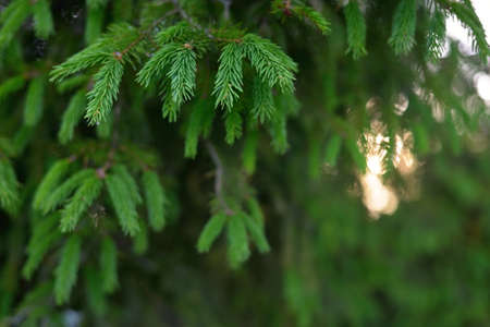 Green needles of young spruce tree. Pine forest. Soft sunlight. Trees blurred in bokeh....