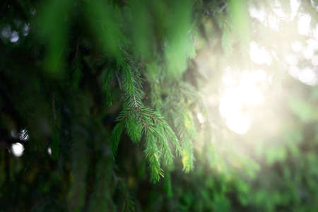 Green needles of young spruce tree. Pine forest. Soft sunlight. Trees blurred in bokeh. Macrophotography, graphic resources, copy space. Nature, seasons, environmental conservation, reforestationの写真素材
