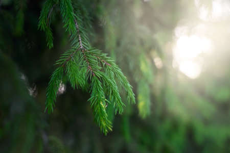 Green needles of young spruce tree. Pine forest. Soft sunlight. Trees blurred in bokeh. Macrophotography, graphic resources, copy space. Nature, seasons, environmental conservation, reforestationの写真素材