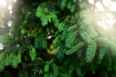 Green needles of young spruce tree. Pine forest. Soft sunlight. Trees blurred in bokeh. Macrophotography, graphic resources, copy space. Nature, seasons, environmental conservation, reforestationの写真素材