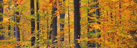 Mighty golden beech trees, tree trunks close-up. Idyllic fairy autumn landscape. Green, red, orange...