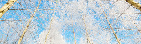 Low angle view of the birch forest after a blizzard, tree trunks close-up. Hoar frost on branches. Clear blue sky. Warm sunlight. Latviaの写真素材