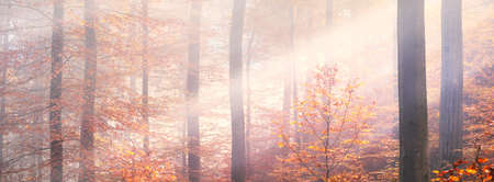 Golden forest hills in a fog. Mighty beech trees, colorful leaves. Fairy autumn landscape. Pure sunlight, sunbeams through the tree trunks. Nature, seasons, ecology, environment. Panoramic viewの写真素材