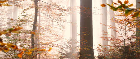 Golden forest hills in a fog. Mighty beech trees, colorful leaves. Fairy autumn landscape. Pure sunlight, sunbeams through the tree trunks. Nature, seasons, ecology, environment. Panoramic viewの写真素材