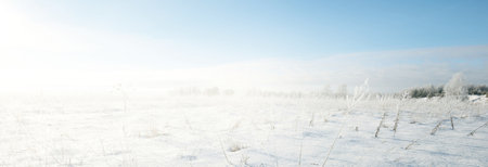 Panoramic view of the snow-covered field after a blizzard. Bushes close-up. Midday sun. Clear blue sky. Ice desert. Winter wonderland. Christmas vacations, global warming theme. Lapland, Finlandの写真素材