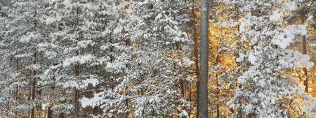 The wall of pine, spruce and juniper trees in a coniferous forest after a blizzard at sunrise....