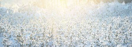 Small young fir trees after a blizzard, close-up. Deforestation in the northern pine tree forest....