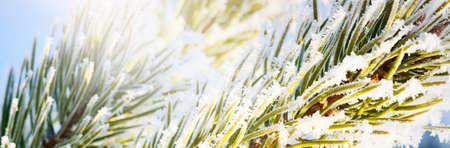 Young pine tree branch in hoarfrost against clear blue sky, close-up. Lapland, Finland. Backgrounds,...