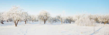Frosty trees and a human tracks in a fresh snow close-up, Latvia. Clear blue sky. Winter country...