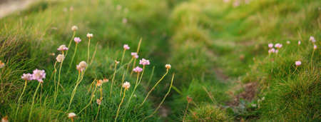 Pathway through the green hills of the ocean coastline at sunset. Brittany, France. Wildflowers close-upの写真素材