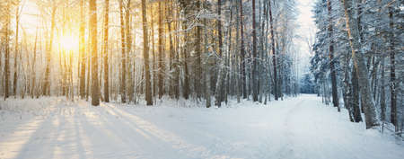 An alley through the coniferous forest at sunset. Golden sun rays through pine tree trunks, shadows...