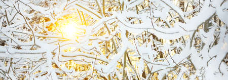 Atmospheric landscape of snow-covered forest at sunset. Pure sunlight. Hoarfrost on branches. Winter...