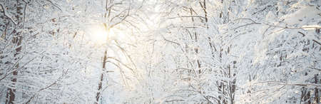 Snow-covered trees. Forest after a blizzard. Sunrise, pure sunlight. Winter wonderland. Lapland,...