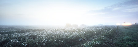 Young green trees in a thick white fog at sunrise, close-up. Cloudy blue sky. Fairy colors. Atmospheric landscape, Environmental conservation in Kemeri national park, Latviaの写真素材