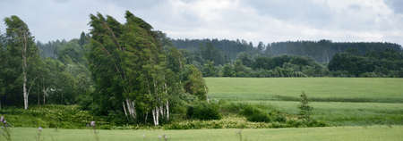 Green field and forest in the background. Birch trees close-up. Dark storm clouds. Country...