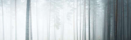 Picturesque panoramic scenery of the evergreen forest in a thick white fog. Atmospheric landscape. Ecology, environment, pure natureの写真素材