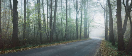 An empty country road with a sharp turn through the deciduous trees in a morning fog. Dark forest...