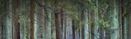 Panoramic view of the misty evergreen forest. Mighty pine trees, moss, fern. Dark atmospheric...