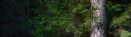 Dark majestic evergreen forest. Sun rays through the mighty pine and spruce trees. Early spring....