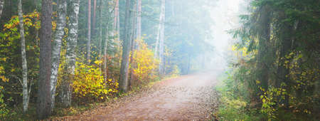 A rural road through the colorful golden birch trees, evergreen spruces and pines in a white morning...