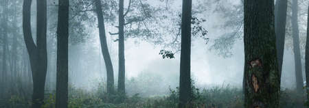 A pathway through the dark mystical forest. Tall tree silhouettes in a thick morning fog. The light flowing through the trunks. Creepy landscape. Fantasy, fairy tale, silenceの写真素材