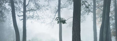 Picturesque panoramic scenery of the evergreen forest in a thick white fog. Atmospheric landscape. Ecology, environment, pure natureの写真素材