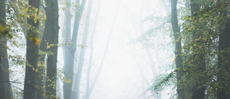 Low angle view of the mighty golden linden trees in a thick morning fog. Alley in a city park....