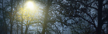 An empty illuminated asphalt road through deciduous forest in a morning fog, lantern close-up. Dark...